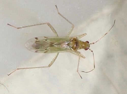 Réf. 326 299 : Dicyphus sp.